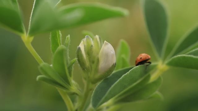 Lupine: innovatief eiwitrijk gewas смотреть онлайн