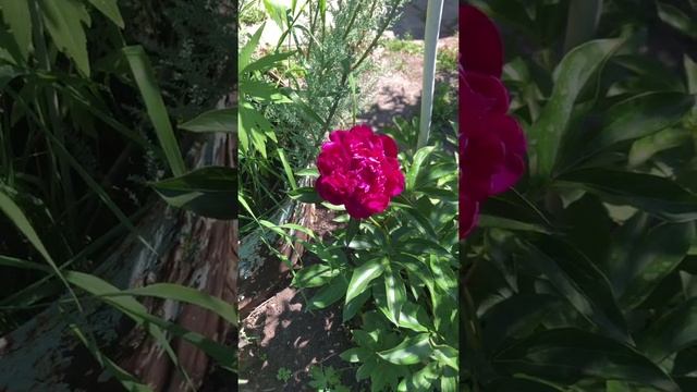 #FilmoraGo -2021-06-28 22:30:06 смотреть онлайн