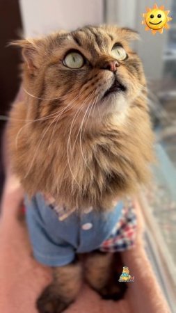 Доброго утра вам!☀️😻 #котики #доброеутро #милота