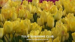Tulip 'Sunshine Club' - FarmerGracy.co.uk