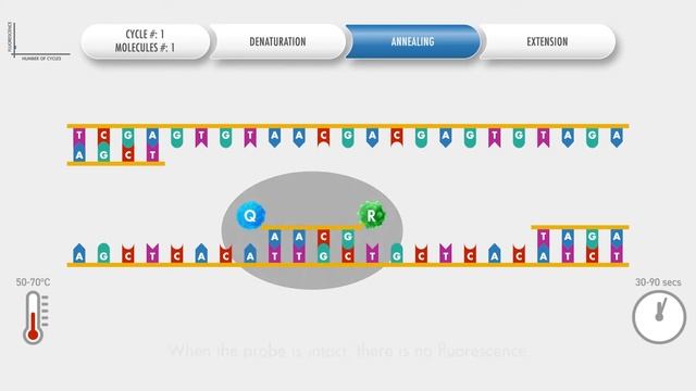 Animated PCR Real Time (qPCR) procedure