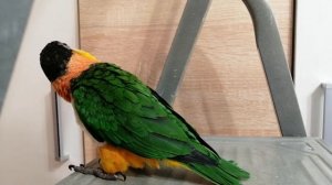 Попугай каик Прошка хорошеет