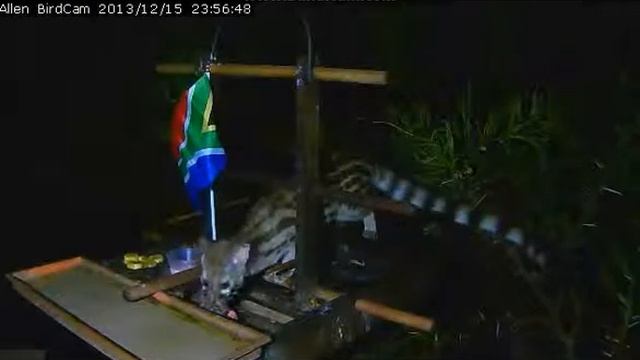 PRETORIA Żeneta afrykańska (Genatta genetta felina) смотреть онлайн