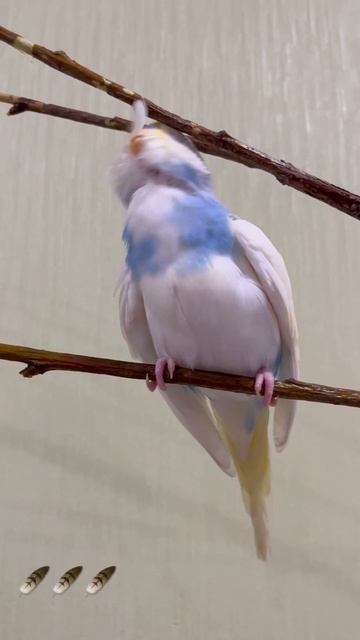 ✌🏻Первая линька🤪🪶Пух и перья повсюду🐥🪶🌿Что смотришь, убирай🦅🧹 смотреть онлайн