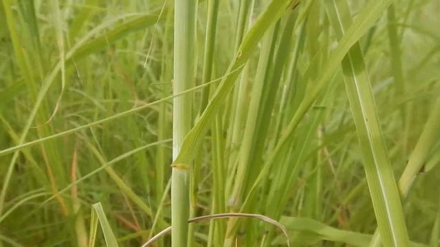 Katydid calling смотреть онлайн