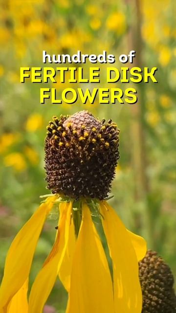 Gray-Headed Coneflower #sustainability #sustainabilitymatters #ecofriendly #nativeplants