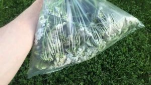 Тысячелистник