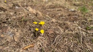 ВЫШИБАЛЫ-СИНДИКАТ ДУБРОВСКОГО за кадром НАС НАШЛИ? НОВЫЙ РОЗЫГРЫШ ГЕЛИКА??? Булкин, Варпач, Вписка