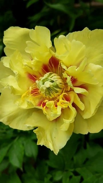 Жёлтый пион