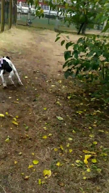 Ребёнок играет с собакой | Dogs | Pitbull terrier смотреть онлайн