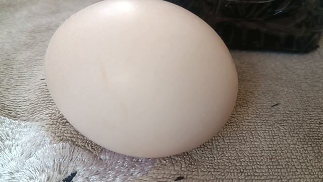 Инкубировать без переворота! смотреть онлайн