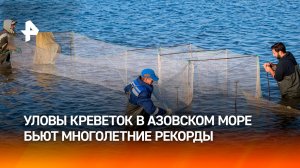 Вылов креветок в Азовском море достиг исторического максимума