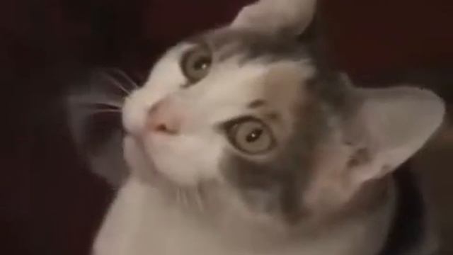 ПРИКОЛЫ 2013 про животных 11 Юмор! Прикол! Смех смотреть онлайн