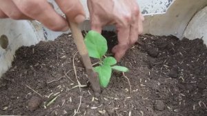Выращивание баклажанов через рассаду