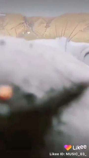 Тюлень Очееееееееень милый смотреть онлайн