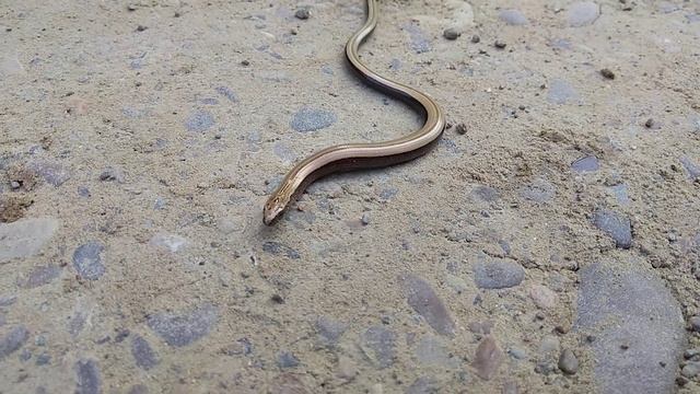 Змея медянка смотреть онлайн