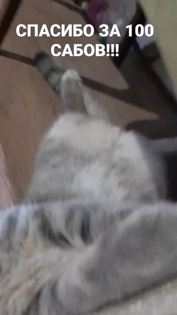 спс #капибара #кот #спасибо смотреть онлайн