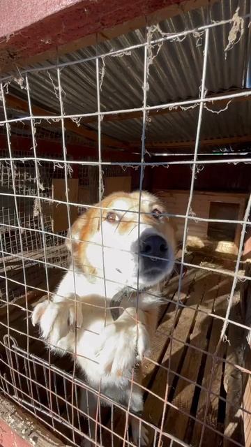 Готовы спорить, что больше нас животных никто не фотографирует! смотреть онлайн