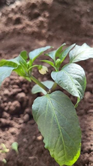 КОРОННЫЙ ЦВЕТОК #jalapeño #халапеньо #shorts смотреть онлайн