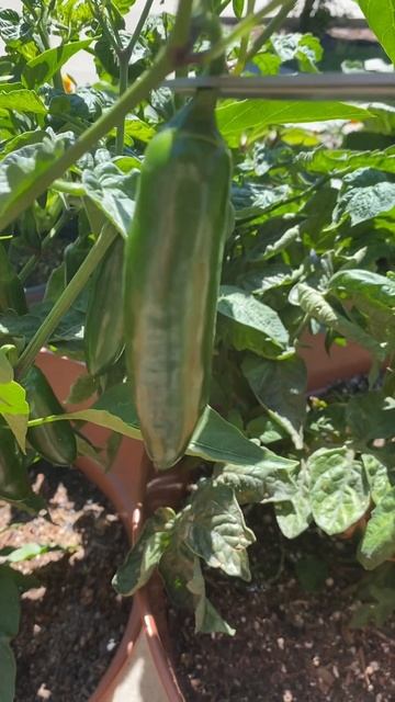 Harvesting jalapeños #shorts смотреть онлайн