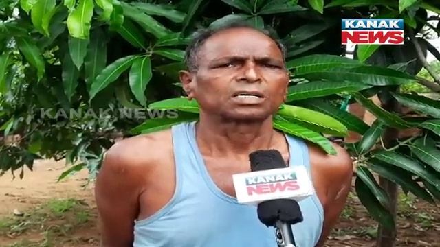 Special Report: Bargarh Farmer Has Grown 100 Varieties Of Mango On One Tree смотреть онлайн