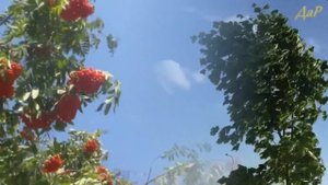 Тонкая рябина - русская народная песня