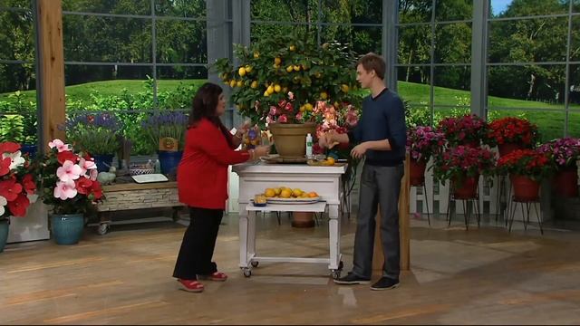 Roberta's 2-in-1 Meyer Lemon & Cocktail Lime Patio Tree on QVC смотреть онлайн