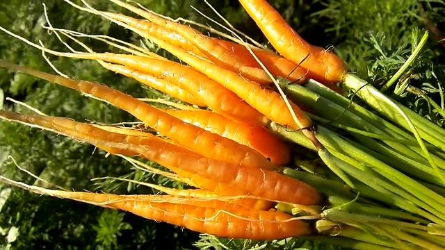 ДОБРОЕ ЛЕТНЕЕ УТРО Ярко рыжего настроения смотреть онлайн