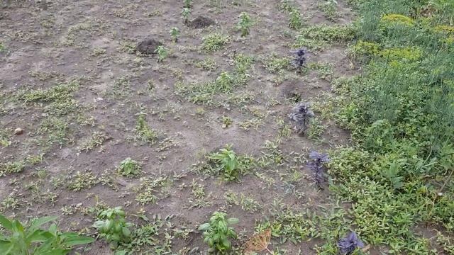 Дикий щавель чи можна їсти?