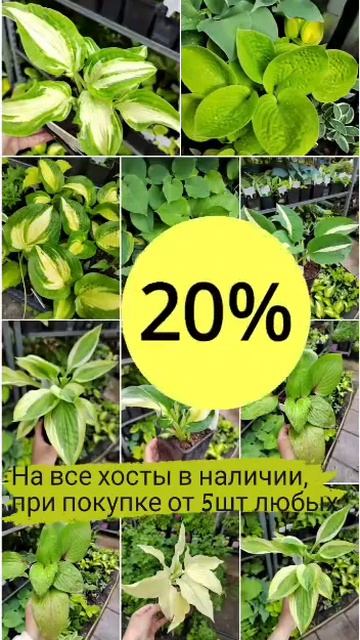 Хосты скидки новинки купить смотреть онлайн