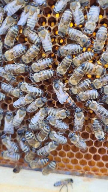 Коллеги пчеловоды!Подскажите пожалуйста, какая это порода пчел? смотреть онлайн