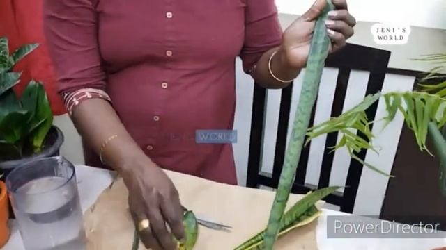 Sansevieria varieties in Tamil / Snake Plant/ Propagating and growing /Indoor Air purifying plants смотреть онлайн