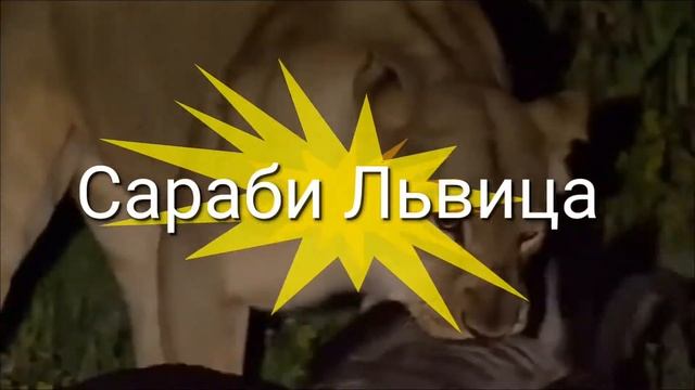 Интро для Сараби Львицы смотреть онлайн