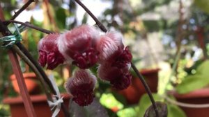 Hoya Sulawesiana