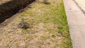 Дела садовые, обход посаженного🌳. Новая игрушка🪚. Обустраиваем дома птичкам. Цыплятам 2 недели 🐤