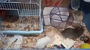Видео для тех кто никогда не видел как крысы занимаются сексом