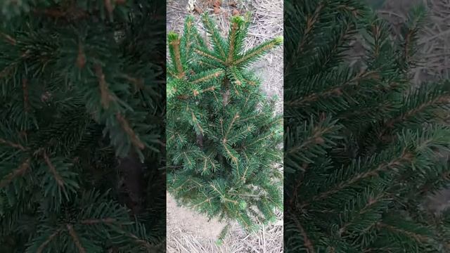 хвойные растения смотреть онлайн