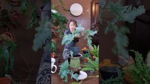 Пересадка комнатных растений. vol.4 Флебодиум давана - мой главный проуоб