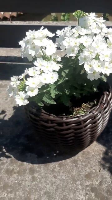 #shorts #вербена смотреть онлайн