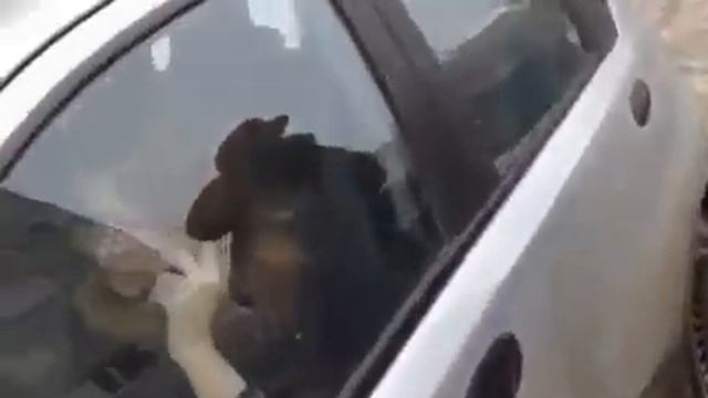 Женщина за рулем смотреть онлайн