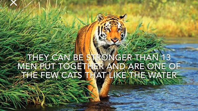 Tiger vs Dakotaraptor (also some channel news) смотреть онлайн