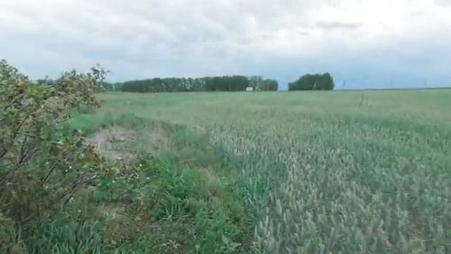 Куст чудной каренды у самой дороги.  25. 07. 2022