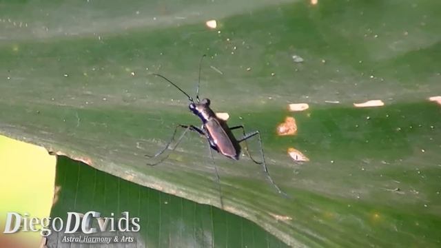 Tiger beetle species (Cicindelinae) besouro tigre preto