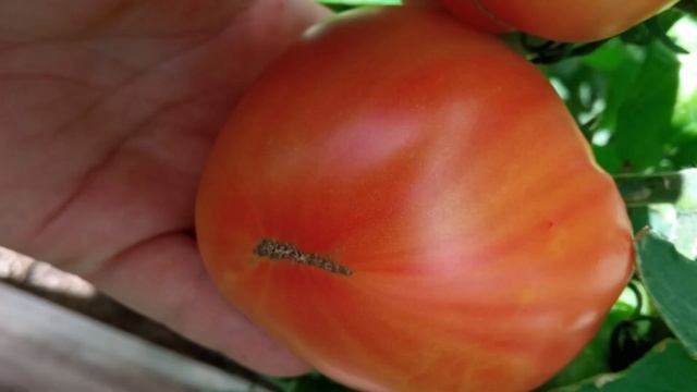 Самые вкусные томаты сезона 2022 г. Коллекция С.Туранчич. г. Киров. Ватсап тел. 89229284031