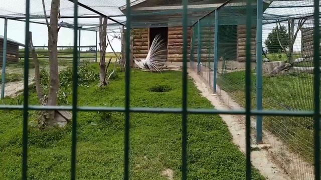 ШКОЛА ОКОНЧЕНА! ПОЕЗДКА В БИОПАРК ЗОЛОТОЙ ФАЗАН