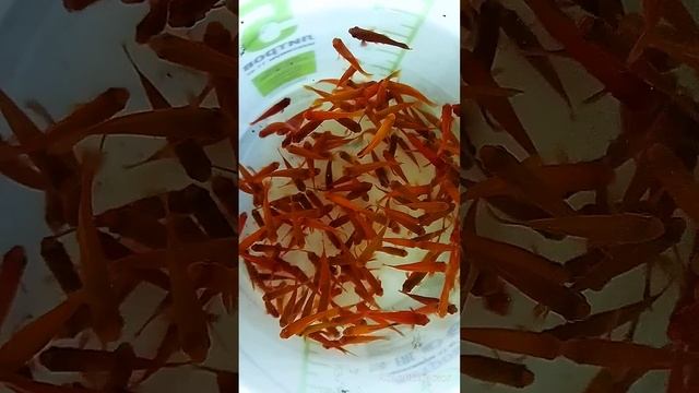 меченосец молодежь смотреть онлайн