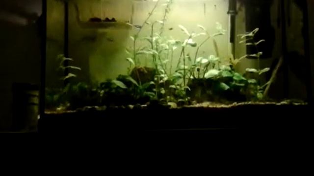 Gestreifter Fadenfisch (Colisa fasciata) смотреть онлайн