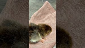 Цыплята несушек из пасхальных яиц