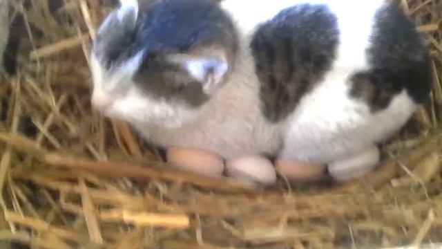 Кот заменил курицу смотреть онлайн