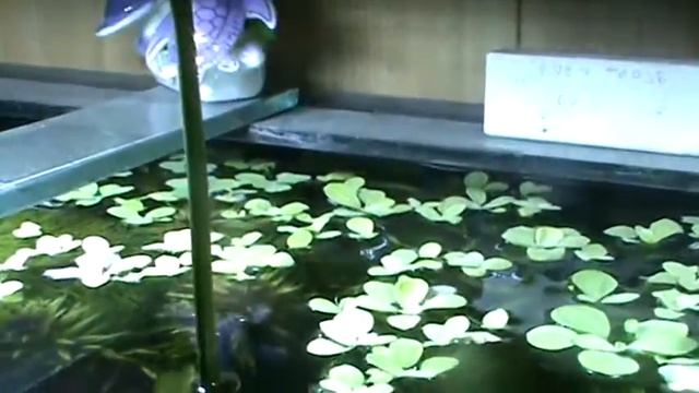 зхинодорус смотреть онлайн